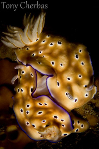 Love at first....rhinophore? by Tony Cherbas 